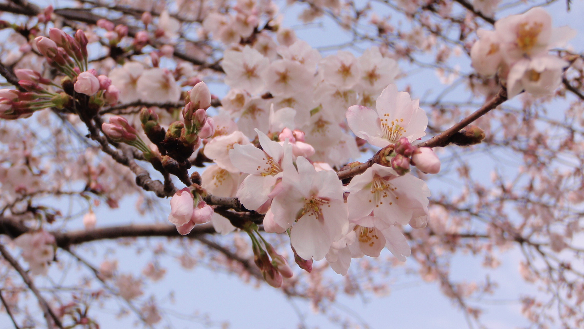 七城町鴨川公園の桜